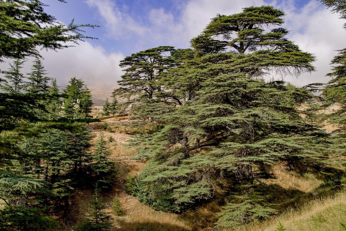 Chouf forest. Photo credit: © pixabay.